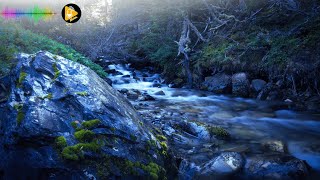 Nature’s Symphony River Sounds for Deep November Relaxation [upl. by Novak722]