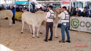 44a MOSTRA NAZIONALE BOVINI DI RAZZA PIEMONTESE  LA SFILATA A FOSSANO CN DOM 10  11  2024 [upl. by Ringe467]