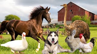 Farm Animals Part 2  Dog Horse Chicken Duck Pig [upl. by Bernarr866]