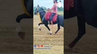 Dayaram pal horse 🐴 horseriding horselover sindhihorse animal horse horseshorts [upl. by Annahsal]