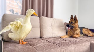 Funny German Shepherd Reaction to Duck [upl. by Adnawed]