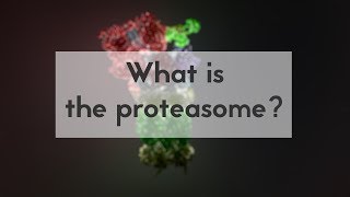 What is the proteasome [upl. by Eniamej443]