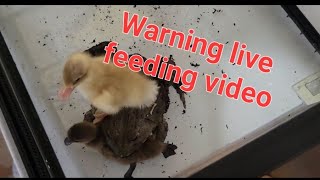 African bullfrog eating two Ducklings ⚠️ Warning live feeding video⚠️ [upl. by Noira]