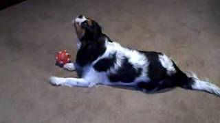 Cavalier King Charles Spaniel Howling At A Toy [upl. by Enenaej]