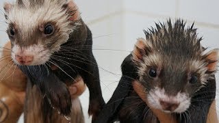 quotCUTENESS OVERLOADquot FERRETS TAKE A BATH [upl. by Cressler]