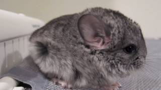 Baby Chinchilla Blow Dry [upl. by Adal]