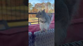 Squirrel watching football [upl. by Lewak624]