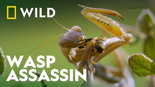 Praying Mantis Vs Wasp  Wild Europe  National Geographic Wild [upl. by Bourgeois]