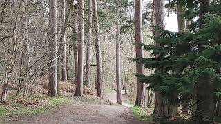 HiRes Slideshow of the Circular pathway in Delamere Forest in April [upl. by Nirel]