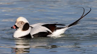 Longtailed Duck  Old Squaw duck [upl. by Aetnahc]