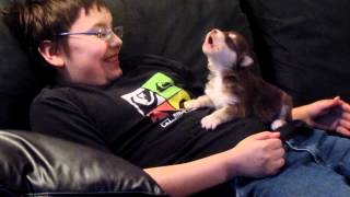 BelkaAlaskan MalamuteSiberian Huskyour 20 day old pup howling [upl. by Askari]