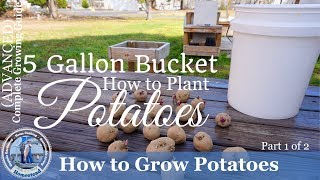 How to Grow Potatoes in a 5 Gallon Bucket Part 1 of 2 [upl. by Pengelly775]