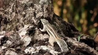 Shocking Behavior Of A Squirrel [upl. by Oza]