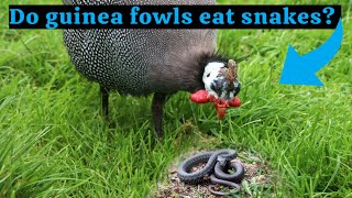 Do guinea fowls eat snakes [upl. by Nur]