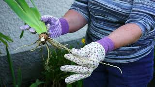 Howto video on Iris dividing and replanting [upl. by Joly295]