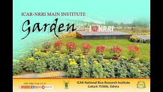 NRRI Main Institute Garden II ICARNRRI Bidyadharpur Cuttack II [upl. by Guerra]