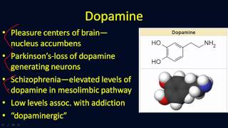 Neurotransmitters Overview [upl. by Tol]