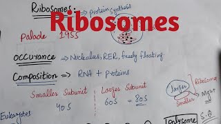 Ribosomes chapter 4 class 11 biology [upl. by Kcirdez744]