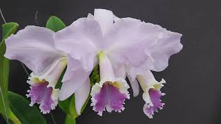 Cattleya labiata coerulea fabiana Gianezi MC [upl. by Nevaed]