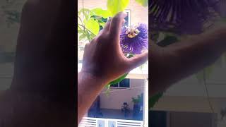 passiflora youtubeshorts youtube gardening [upl. by Regor816]