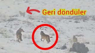 KURTLAR SONUNDA GÖRÜLDÜ MERAK EDİLEN SORULARI CEVAPLADIM [upl. by Vento]