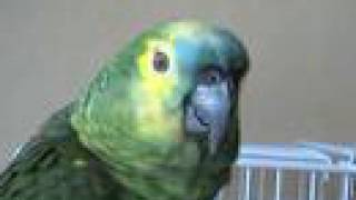 Blue fronted amazon parrot talking [upl. by Nalyt767]