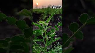 patil Dairyfarming  viral video [upl. by Mulloy659]