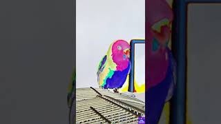 Mangos boarding recap with Bird Sitting Toronto [upl. by Delphine612]