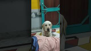 brauniihmari daru ni छूट रही हैdoglover [upl. by Boj]