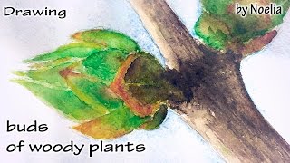 Drawing buds of woody plants  Рисуем почки деревьев [upl. by Idnat]