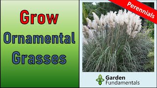 Growing Ornamental Grasses 🥰️🌾😆 10 Amazing Perennial Grasses [upl. by Omrellig]