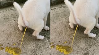 Baby Labrador pooped mustard dog puppy baby [upl. by Bouley141]