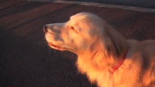 Hilarious moment dog imitates an emergency siren by howling [upl. by Merrow]