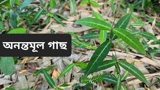 অনন্তমূল গাছ। anantamul tree ঔষধি গাছের পরিচয়। [upl. by Raney719]