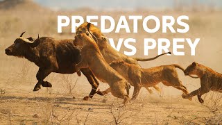 Lions Vs Buffalo Apex Predators Hunt Buffalo For Survival  Wildlife Documentary [upl. by Amadis]