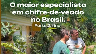 O MAIOR especialista em Chifredeveado no Brasil O Sr Platycerium Parte 2 [upl. by Marteena592]