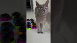 Ele faz o caminho dele ðŸ¤£gatos gatoquefala trigatos gatopasseando gatocinza theycantalk [upl. by Stromberg]