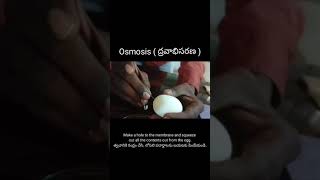 Osmosis experiment with egg 🥚 membrane [upl. by Partridge913]