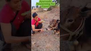 Ayurvedic Deworming for Cows [upl. by Uhp]