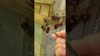 Gently Removing Giant Hornets Saving Japanese Honeybees [upl. by Amelus]