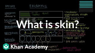 What is skin Epidermis  Integumentary system physiology  NCLEXRN  Khan Academy [upl. by Tada]