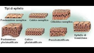 Istologia Gli Epiteli di Rivestimento [upl. by Mcquoid682]