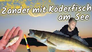 Zander mit Köderfisch am See  Zanderangeln mit Pose [upl. by Engen]