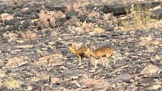 Rock jumpers Klipspringer in Fish River Canyon [upl. by Uahc]