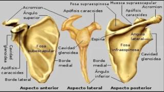 Ossos  Ligamentos do joelho  acidentes osseos [upl. by Pelpel410]