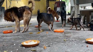 Dogs Eat Food Daily Video dog dogs doglover pets cuteanimals funnyanimals puppy shorts [upl. by Keldon571]