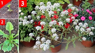 KNOW HOW To GROW Candytuft From SEED With All CARE Tips SEEDS to Flower [upl. by Glen]