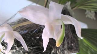 Stanhopea candida [upl. by Jarrod164]