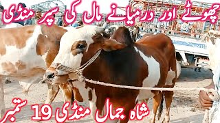 Shah Jamal Cow Mandi  Zero Size Bachre Bachrian Cholistani Sahiwal  Global Village Farming [upl. by Ecirtemed]