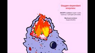 USMLE Animated Immunology  Phagocytosis amp Chronic Granulomatous Disease [upl. by Bensky]